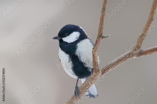 シジュウカラ 野鳥