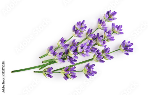 Lavender flowers isolated on white background. Top view   