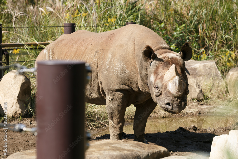 Obraz premium よこはま動物園ズーラシア・神奈川県、日本
