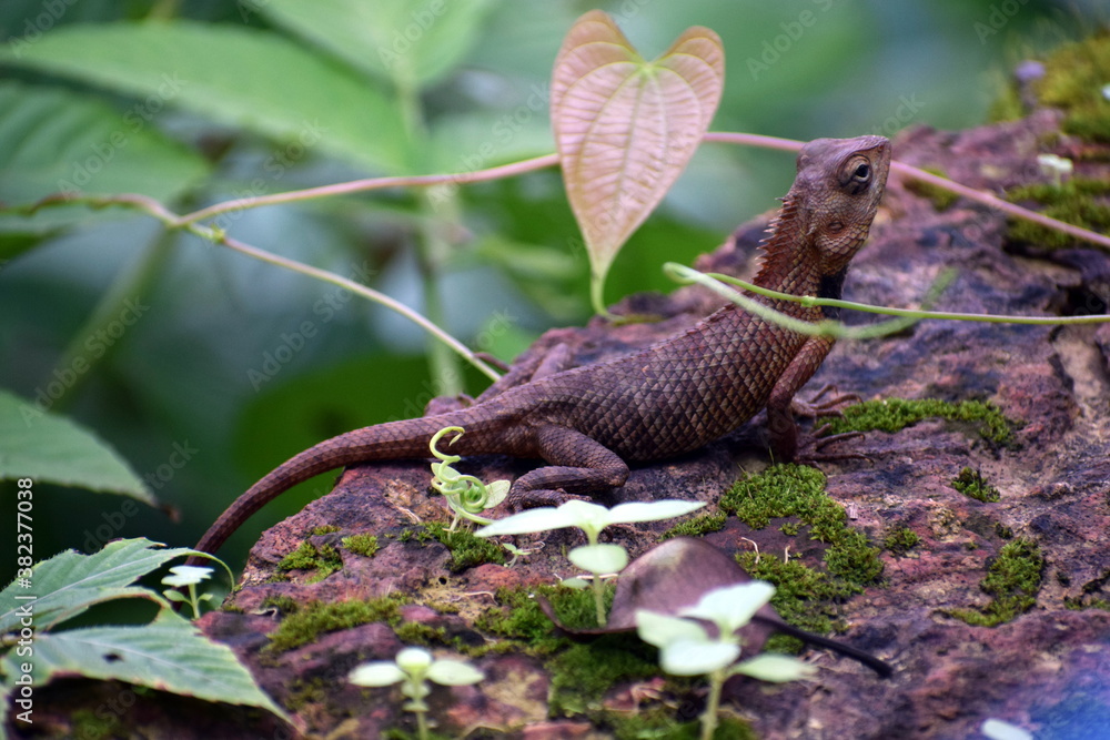 Obraz premium Small forest lizard