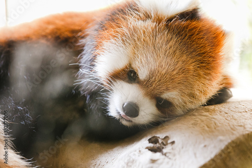 よこはま動物園ズーラシア・神奈川県、日本 photo