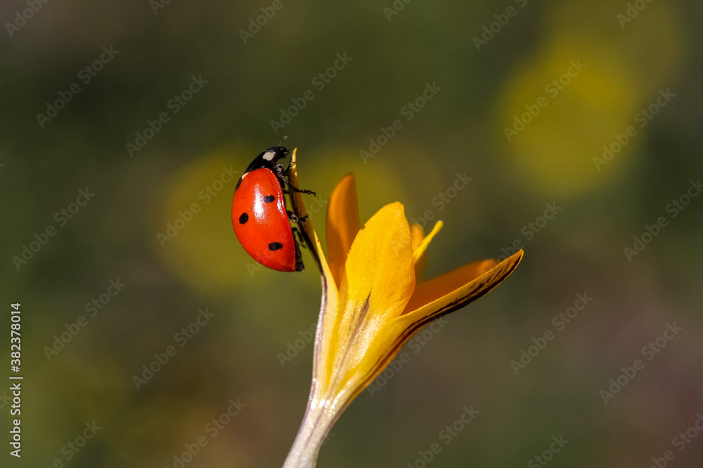 Ladybug and flower on a green background Ladybug and flower on a green background