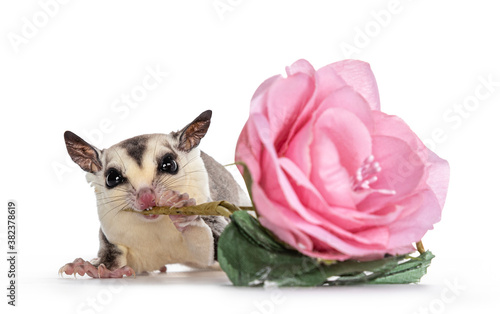 Adorable Sugar Glider aka Petaurus breviceps, standing facing front, looking straight to camera showing both eyes while chewing on stem of fake flower. Isolated on white background. photo