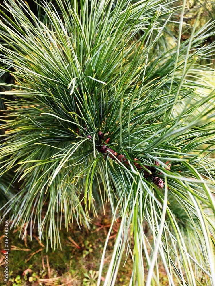Young fluffy twigs of a Christmas tree. Young fluffy twigs of a Christmas tree.