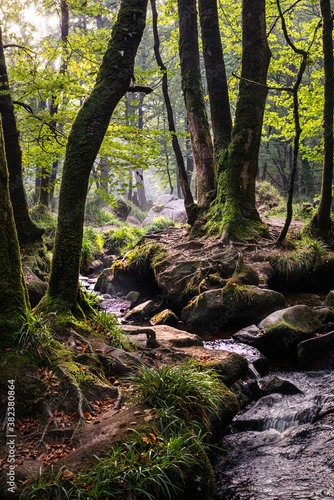 Woods at Golitha Falls Bodmin Moor