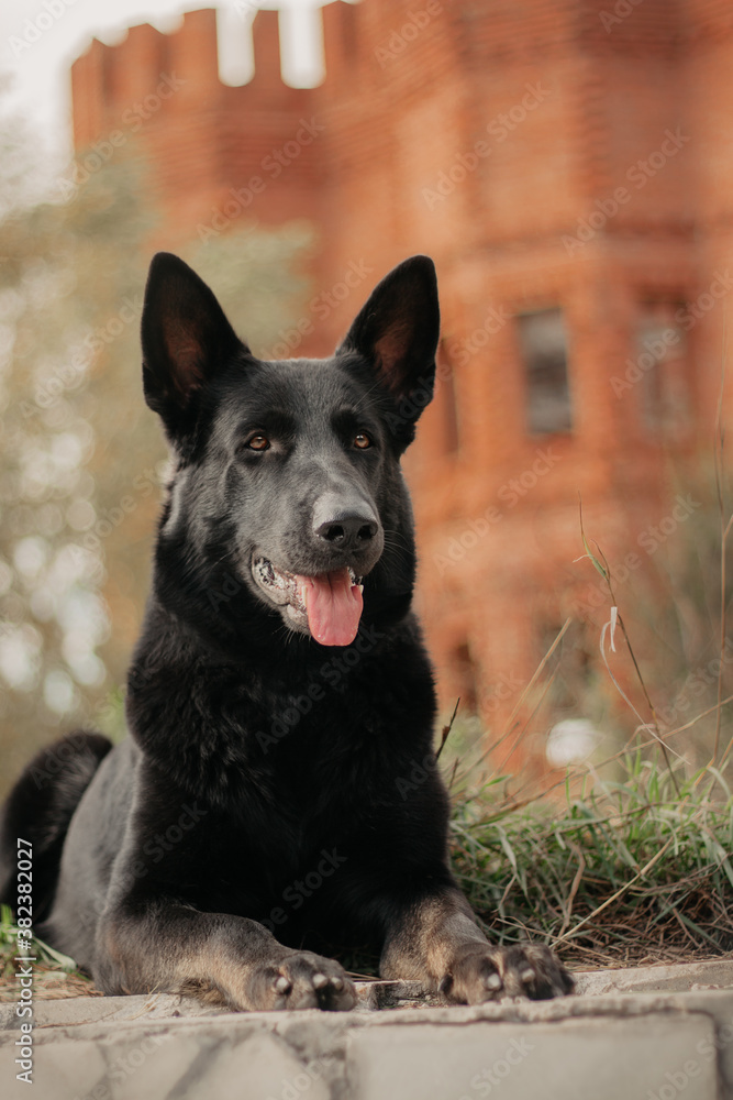 East European Shepherd black German shepherd dog portrait lay on the background of the castle East European Shepherd black German shepherd dog portrait lay on the background of the castle