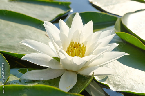 Beautiful single white waterlily in sunny day