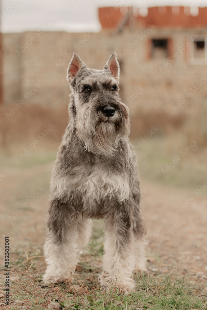 miniature schnauzer salt and pepper dog on background castle miniature schnauzer salt and pepper dog on background castle