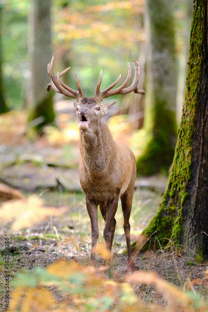 Cerf élaphe pendant la période du brame Cerf élaphe pendant la période du brame