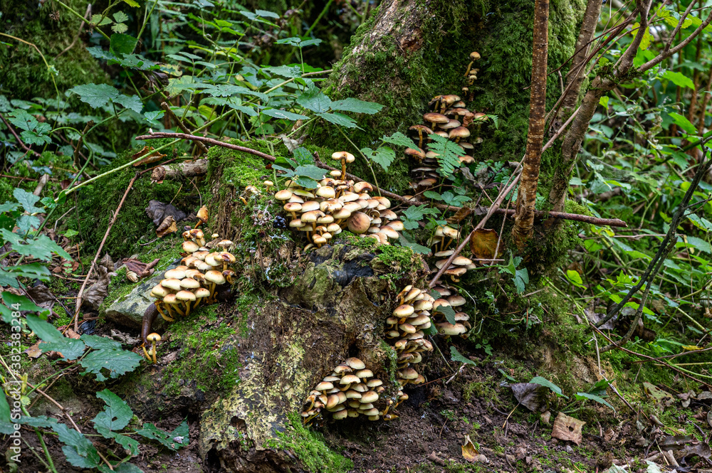 Obraz premium Velvet shank (Flammulina velutipes) fungi growing on the base of a decaying moss covered tree