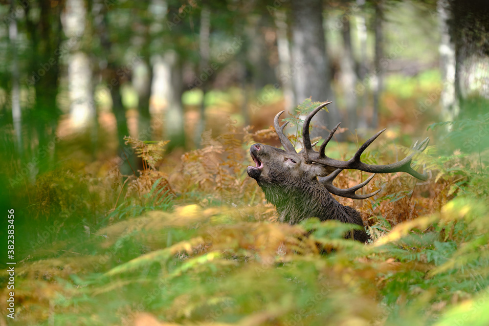 Cerf élaphe pendant la période du brame