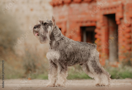 miniature schnauzer salt and pepper dog on background castle