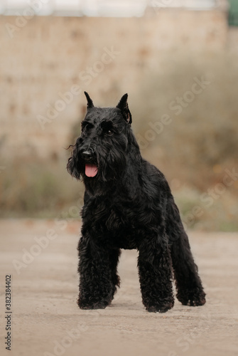 miniature schnauzer black stay dog show castle background