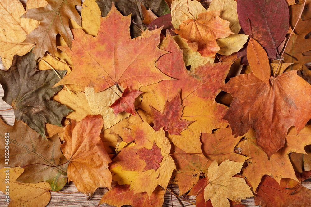 Fallen autumn leaves on wooden board.