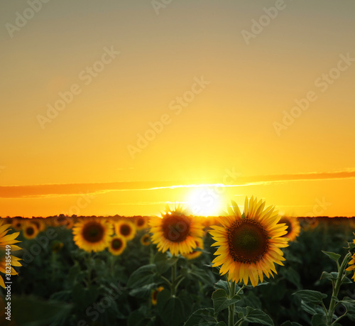 Fototapeta Naklejka Na Ścianę i Meble -  Beautiful sunflower field under picturesque sky at sunset