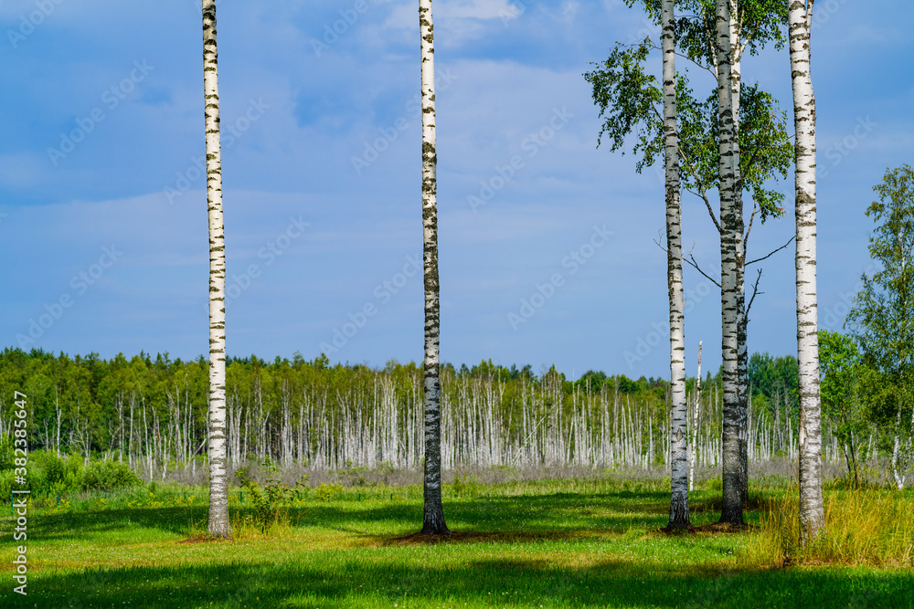 Obraz premium Landscape with birch forest