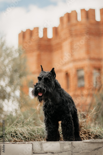 miniature schnauzer black stay dog show castle background © Anya