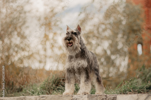 miniature schnauzer salt and pepper dog on background castle