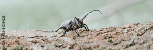 Lamia textor - Weaver beetle insect on a tree bark. banner © Ksenia
