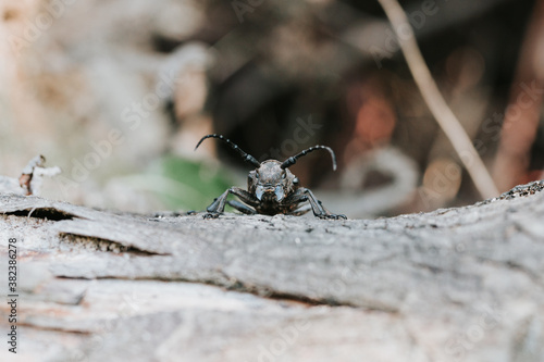 Lamia textor - Weaver beetle insect on a tree bark photo