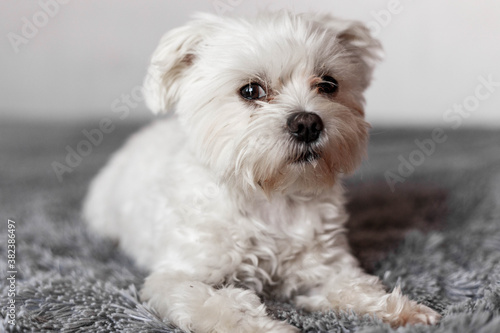 Photographie Maltese lapdog lying on the bed