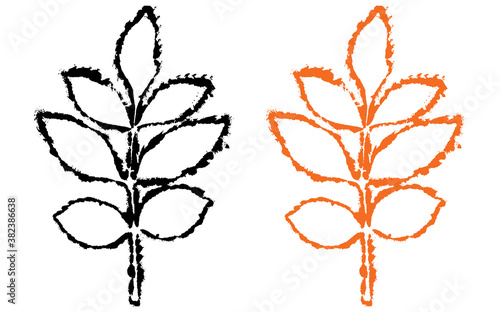 Brunch of leaves of ash tree, vector illustration.