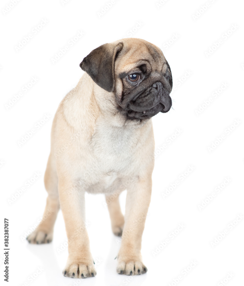 Pug puppy stands in front view and looks away. isolated on white background