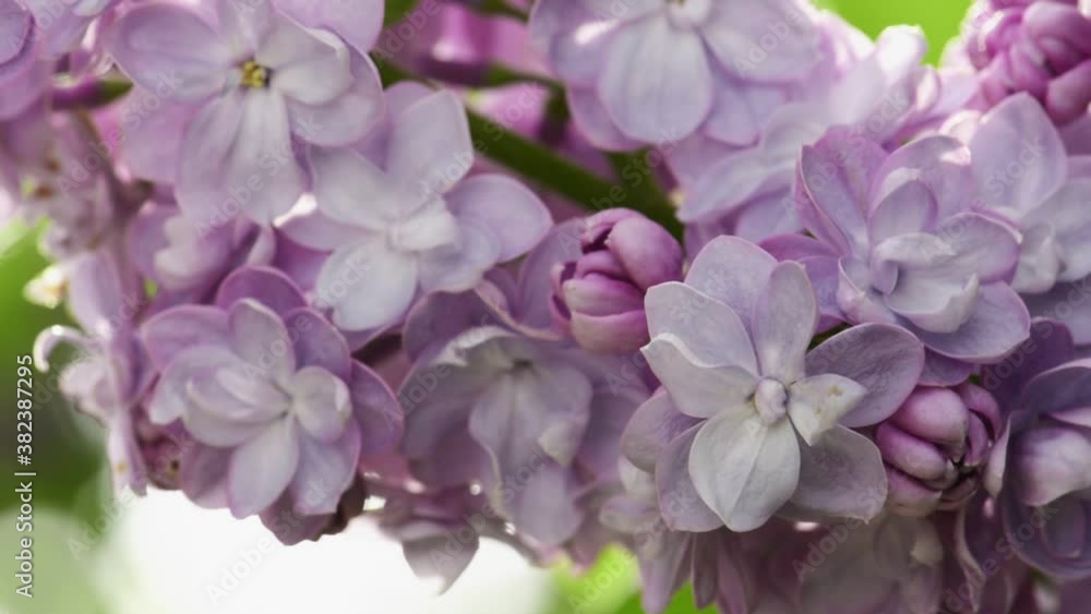 Beautiful lilac blooming natural background Beautiful lilac blooming natural background