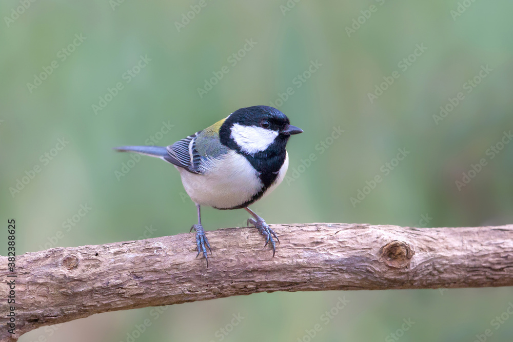 シジュウカラ 野鳥 シジュウカラ 野鳥