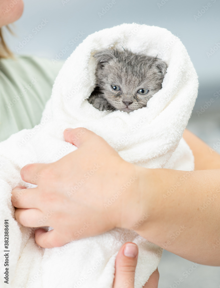 Woman holds a wet kitten wrapped towel after bath Woman holds a wet kitten wrapped towel after bath
