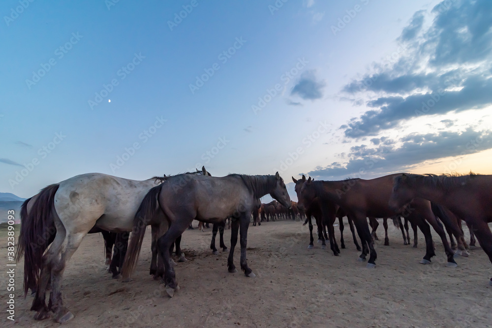 Wild horses run in foggy at sunset. Wild horses are running in dust. Near Hormetci Village, between Cappadocia and Kayseri, Turkey Wild horses run in foggy at sunset. Wild horses are running in dust. Near Hormetci Village, between Cappadocia and Kayseri, Turkey