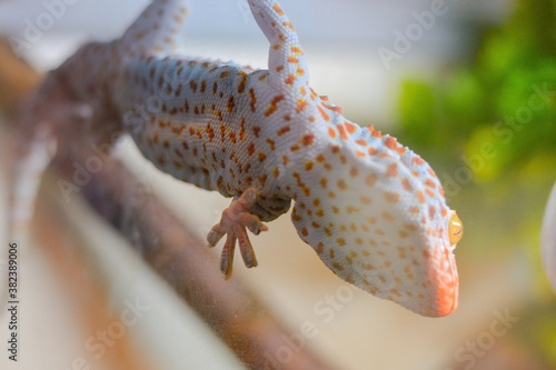An orange Gecko with yellow eyes stuck its suckers to the glass. The pattern on the lizard legs is clearly visible. The Latin name of the animal is Gekkonidae.