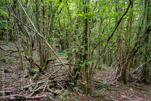 Footpaths and countryside