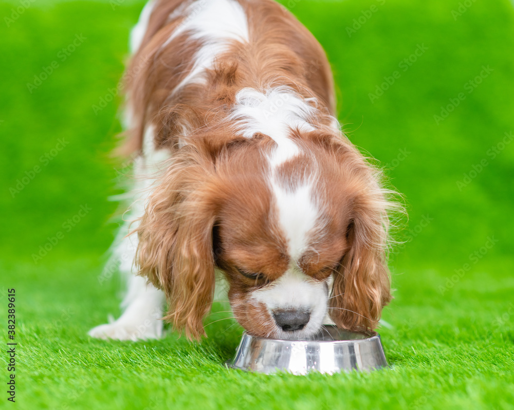 King charles spaniel dog eats from a bowl on the green grass