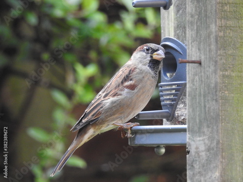 Sparrow on a seed feeder