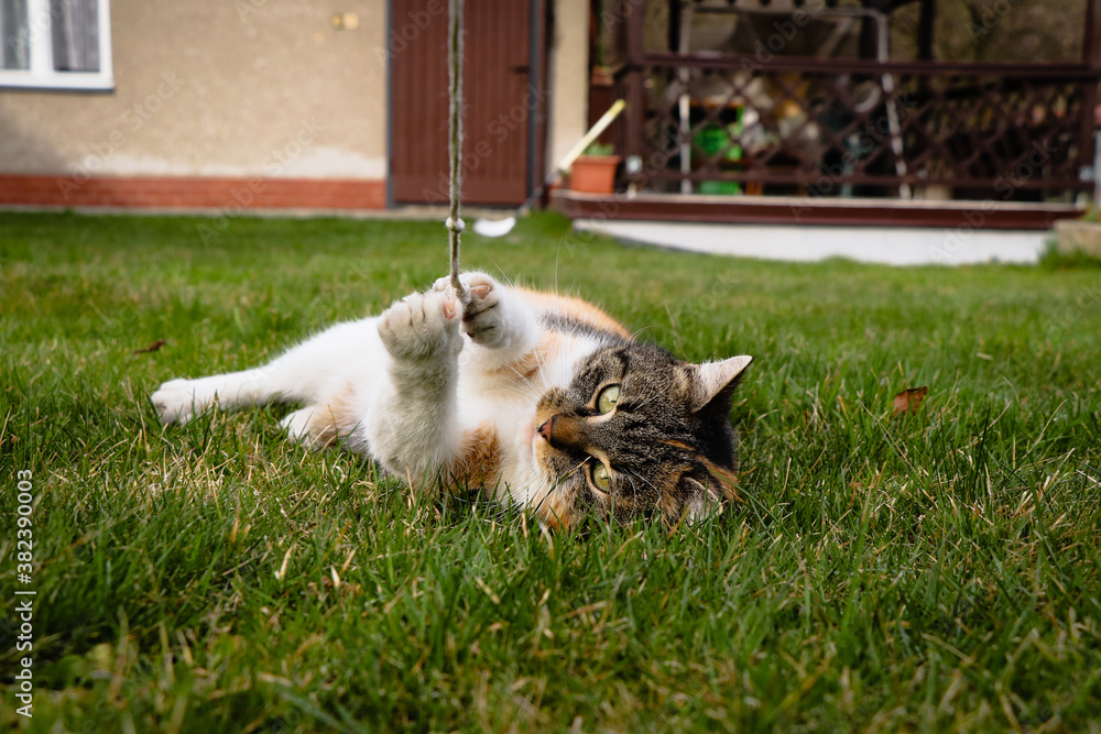 Cute cat lies in the grass and plays with a string held by its owner. Pet games. The wild animal was tamed by a string. Czech felis catus domesticus is playing.