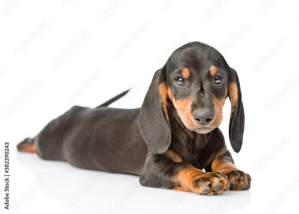 Black dachshund puppy lies and looks at camera. isolated on white background