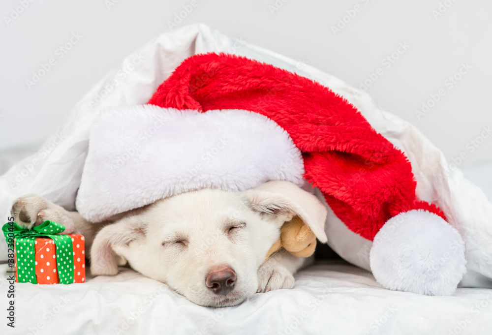 Puppy wearing red santa's hat lies under blanket on a bed at home with gift box Puppy wearing red santa's hat lies under blanket on a bed at home with gift box