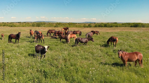 Horses and cow stand on green meadow and graze grass on the farmland,