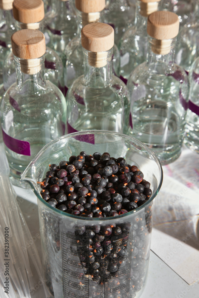 Juniper berries being used in small batch gin production Stock Photo