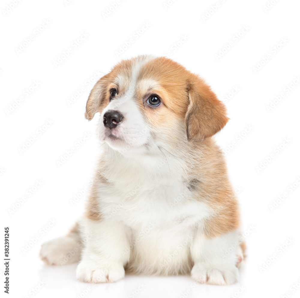 Cute Pembroke Welsh Corgi puppy sits and looks away and up. isolated on white background