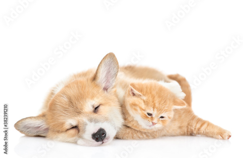 Pembroke welsh corgi puppy sleeps with tiny ginger kitten. isolated on white background