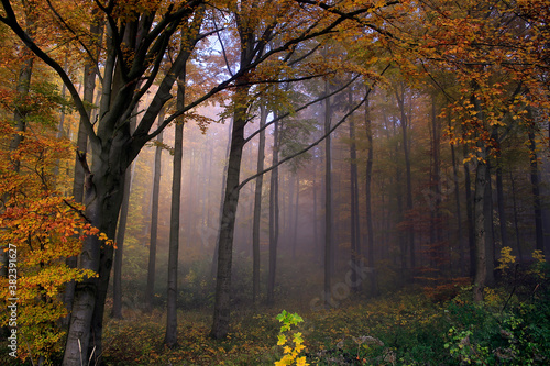 Buntes Herbstlaub und Nebel  verzaubern die Natur im Herbst. Autumn  Colorful Foliage  Fog  Thueringen  Rhoen  Deutschland  Europa