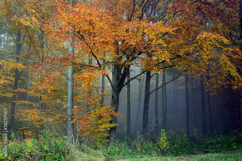 Buntes Herbstlaub und Nebel  verzaubern die Natur im Herbst. Autumn, Colorful Foliage, Fog, Thueringen, Rhoen, Deutschland, Europa photo