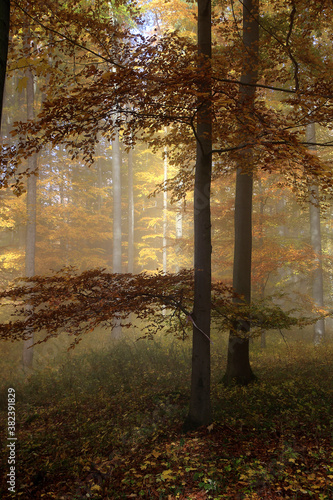 Buntes Herbstlaub und Nebel verzaubern die Natur im Herbst. Autumn, Colorful Foliage, Fog, Thueringen, Rhoen, Deutschland, Europa