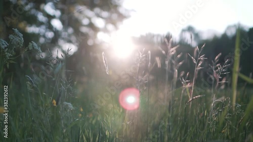 Camera pushing slowly through wild flowers towards the sun with lensflare photo