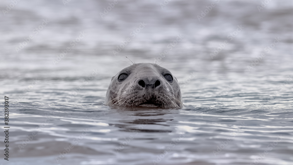 Fototapeta premium Grey seal in the ocean with just his head out of the water looking at the camera