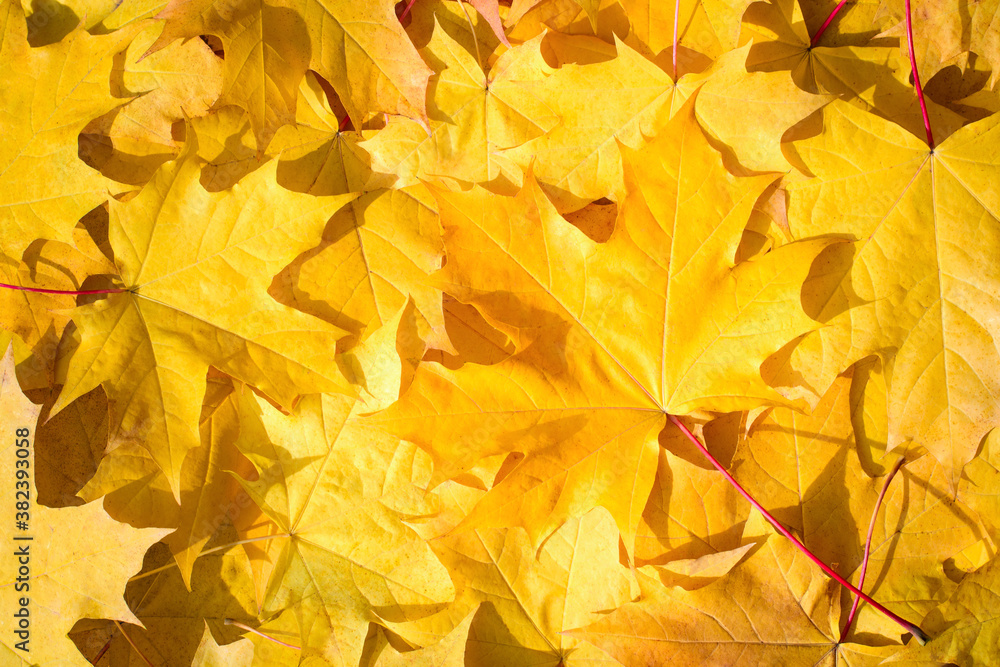 Yellow maple leaves. Background on an autumn theme. Yellow maple leaves. Background on an autumn theme.