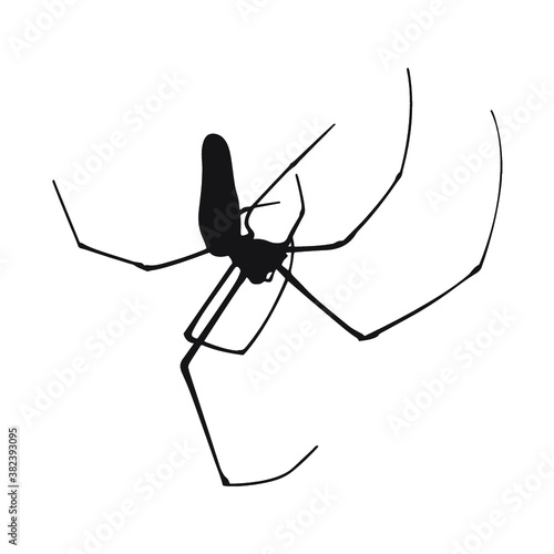 spider silhouette