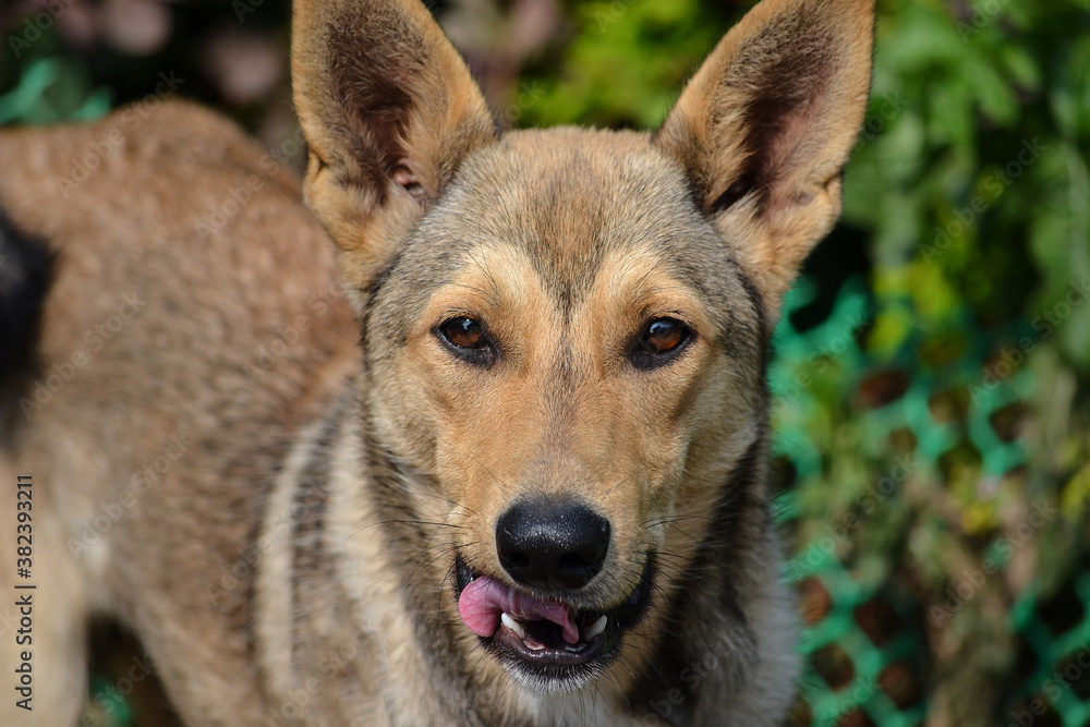 Brown dog, wolf licking: close-up of tongue, nose and eyes on a green background Brown dog, wolf licking: close-up of tongue, nose and eyes on a green background